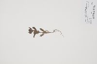 Media resource of Verbena bracteata