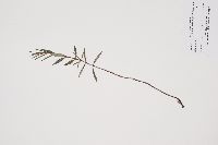 Kalmia polifolia image