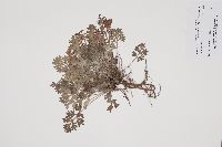 Artemisia absinthium image