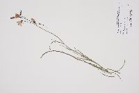 Campanula rotundifolia image