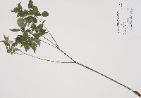 Actaea rubra image