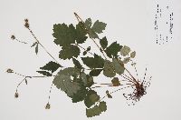 Image of Geum virginianum