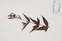 Verbena hastata image