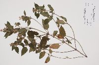 Galeopsis tetrahit image