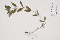 Lycopus virginicus image