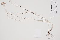 Thumbnail image of current specimen