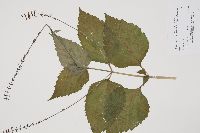 Phryma leptostachya image