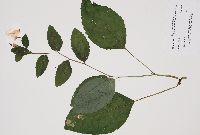 Impatiens pallida image