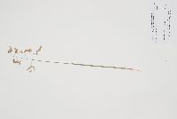 Anthoxanthum nitens image