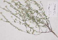 Berteroa incana image
