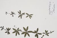 Galium triflorum image