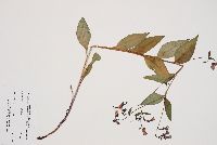 Mertensia paniculata image