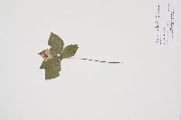 Cornus canadensis image