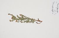 Comandra umbellata image