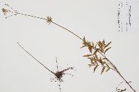 Valeriana officinalis image