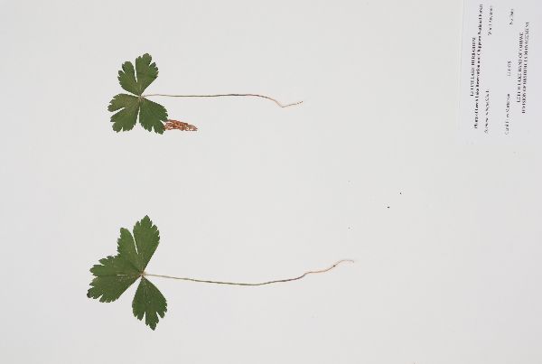 Anemone quinquefolia image