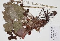 Heuchera richardsonii image