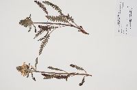 Pedicularis canadensis image
