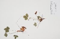 Fragaria virginiana image