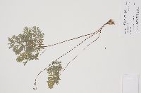 Dicentra cucullaria image