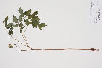 Actaea rubra image