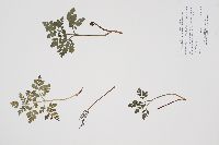 Sceptridium multifidum image