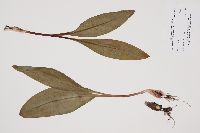Allium tricoccum image