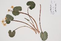 Caltha palustris image