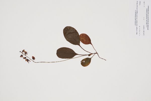 Pyrola elliptica image