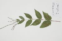 Verbena urticifolia image