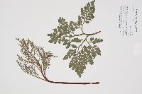 Sceptridium multifidum image