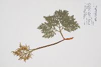 Sceptridium multifidum image