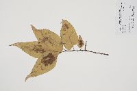 Celtis occidentalis image