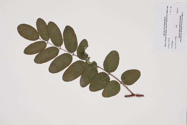 Robinia hispida image