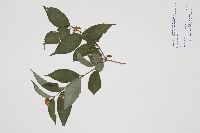 Diervilla lonicera image
