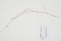 Phleum pratense image