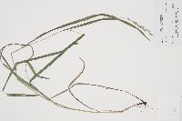 Bromus ciliatus image