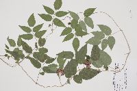 Apios americana image