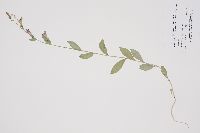 Lobelia siphilitica image