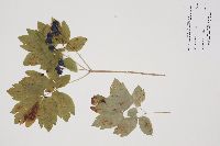 Caulophyllum thalictroides image