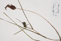 Sparganium eurycarpum image