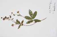 Comarum palustre image