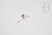 Sceptridium multifidum image