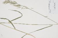 Bromus inermis image