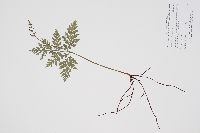 Thumbnail image of current specimen