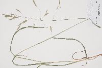 Bromus ciliatus image