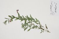 Mimulus ringens image