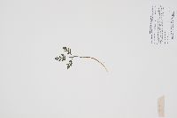 Sceptridium multifidum image