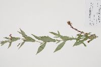 Mimulus ringens image