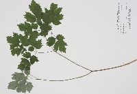 Actaea rubra image